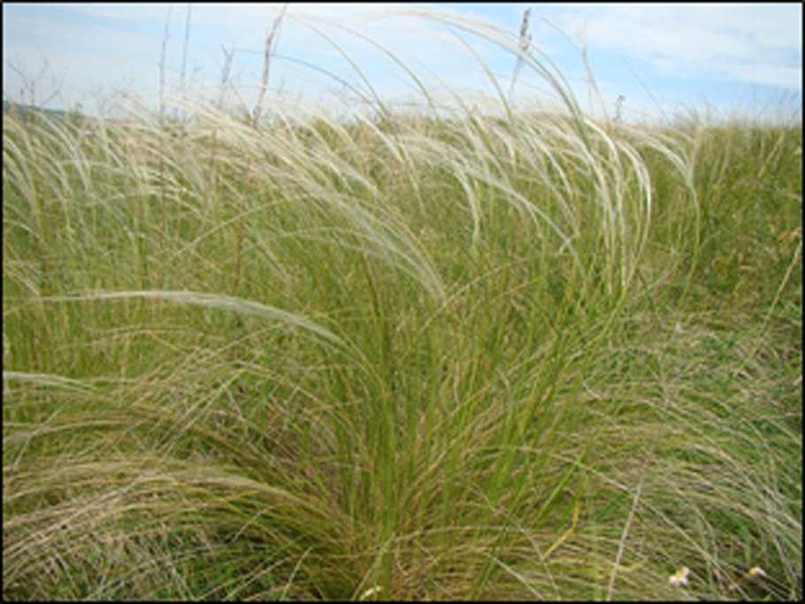 Овсяница Типчак