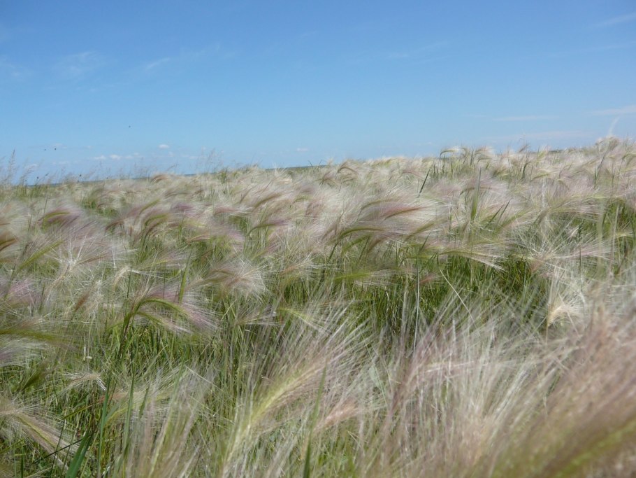 Чий (Achnatherum)