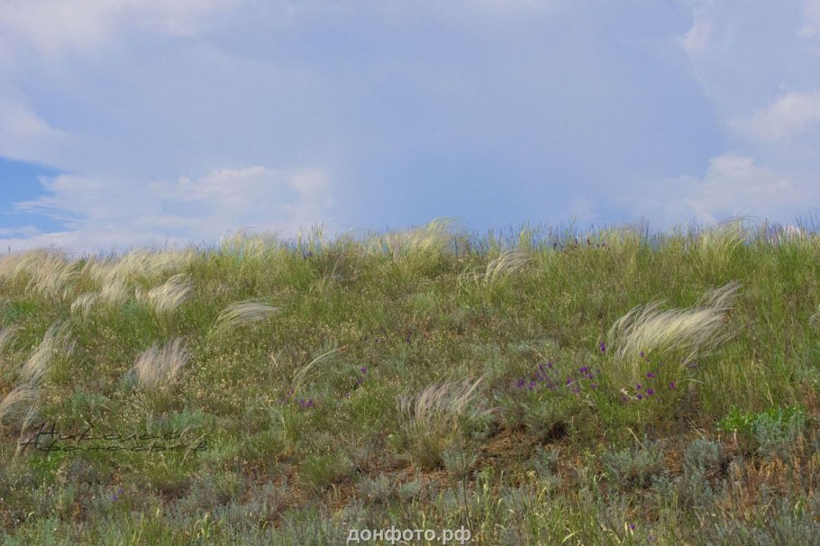 Aristida pennata Аристида перистая