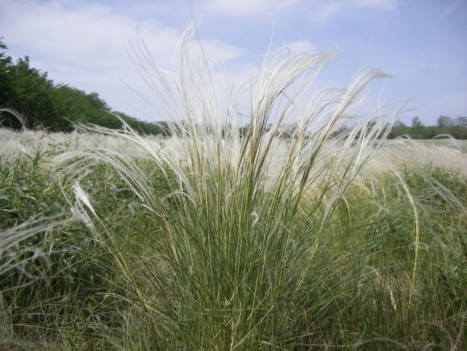 Степь Полынь ковыль