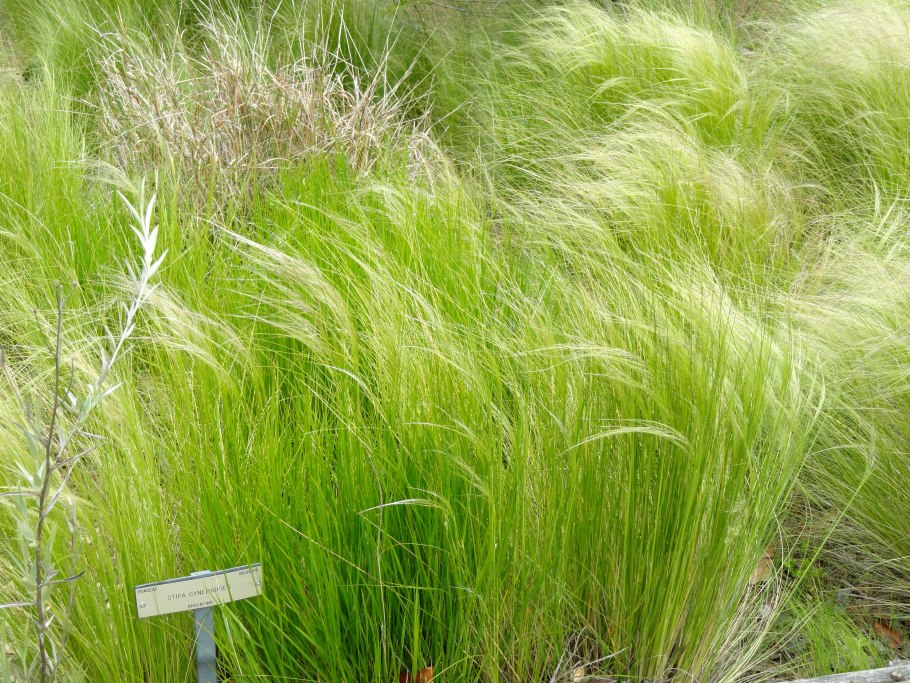 Ковыль Сырейщикова Stipa syreistschikowii