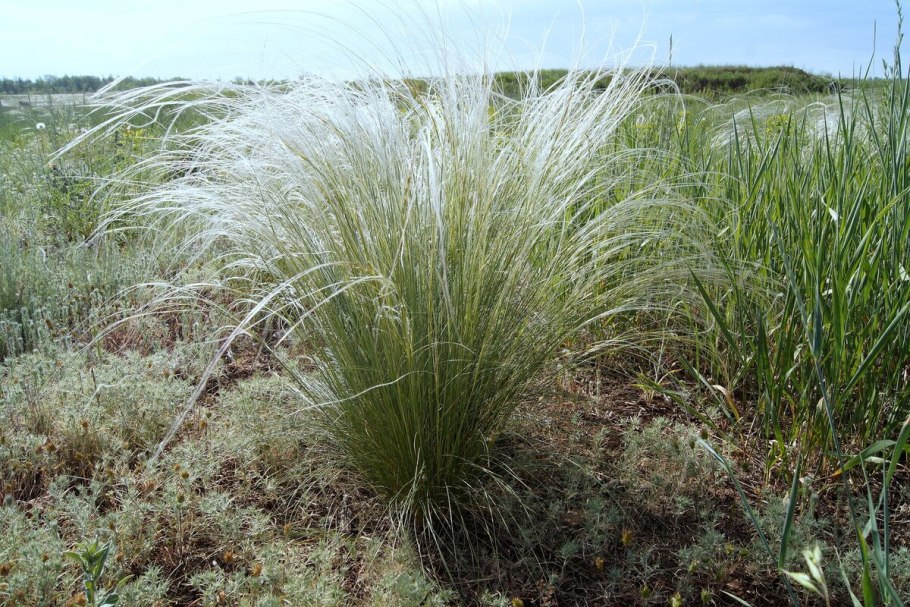 Ковыль и Типчак