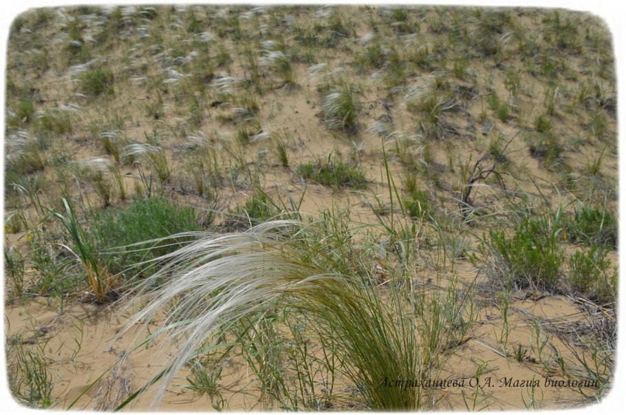 Овсяница Валлисская (Festuca valesiaca)