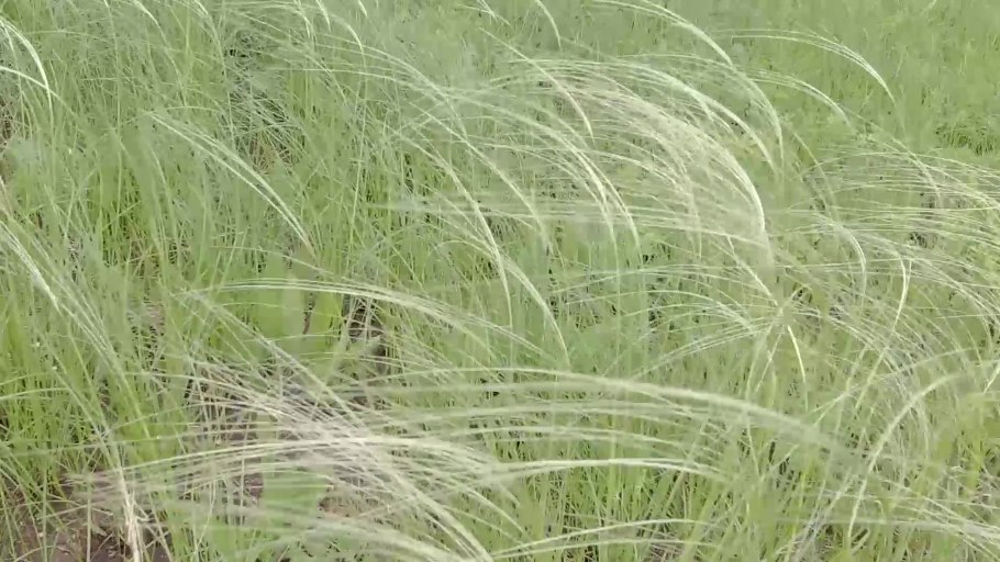 Типчак кузнечик