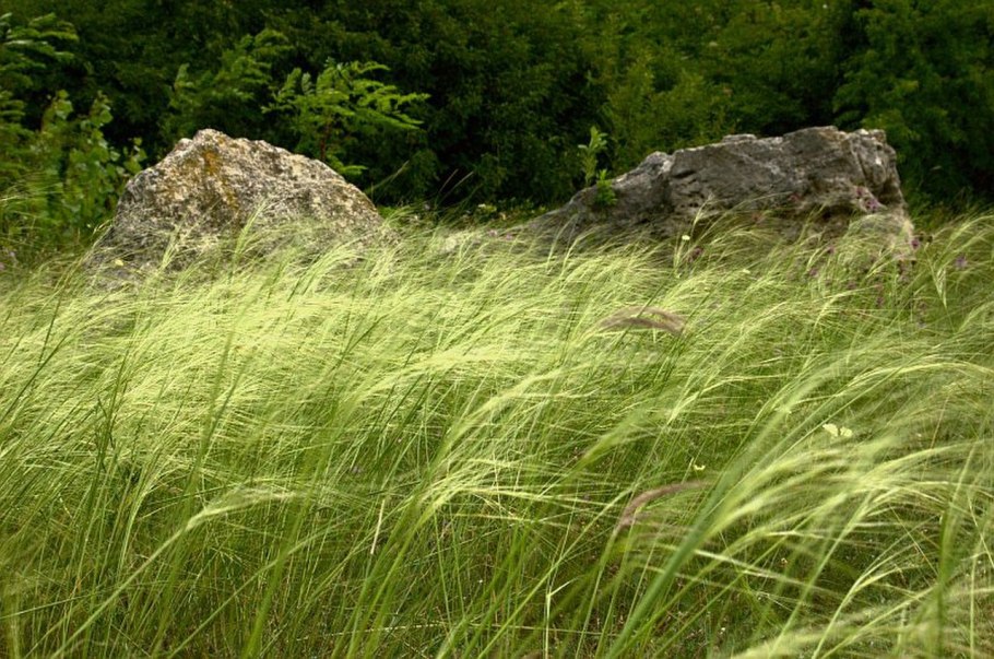 Stipa lessingiana Trin. Et Rupr. Ковыль Лессинга