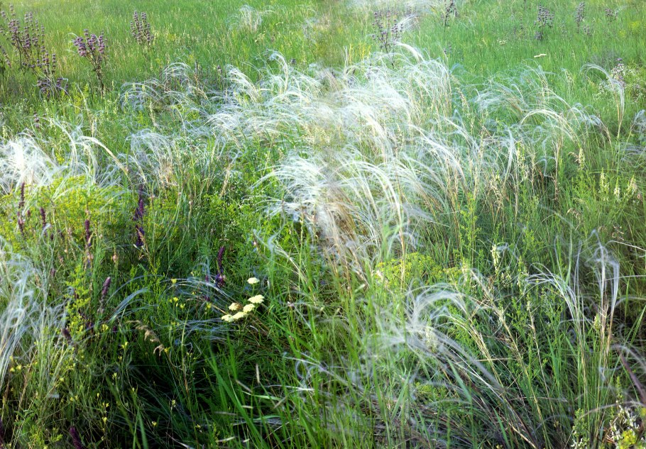 Ковыльная степь