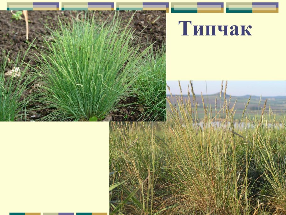 Ковыль и Типчак в степи