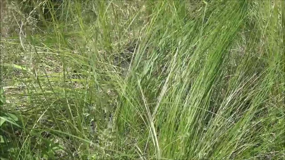 Овсяница (Festuca)