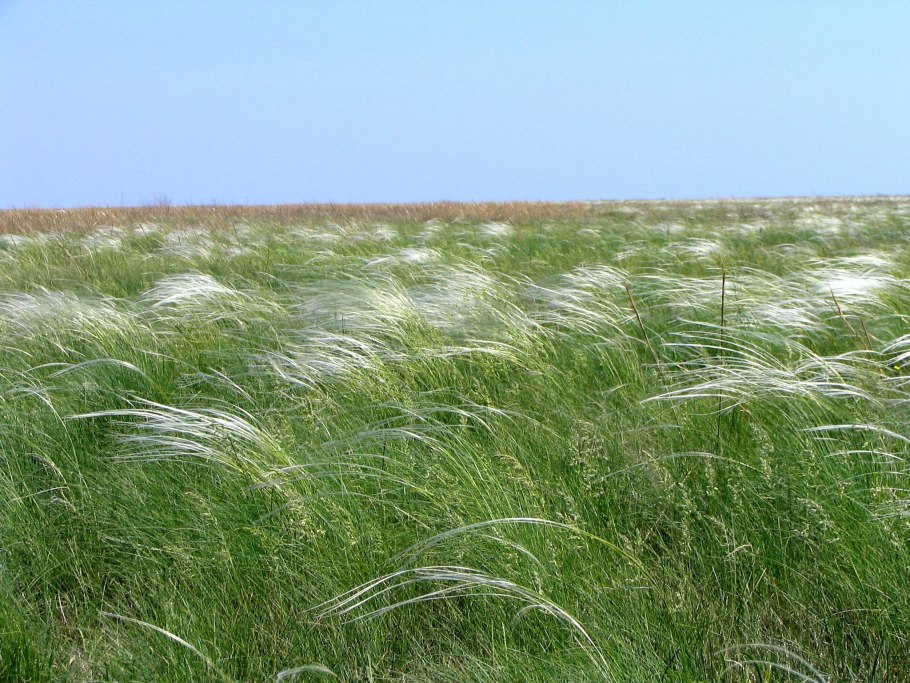 Ковыль Залесского Stipa Zalesskii