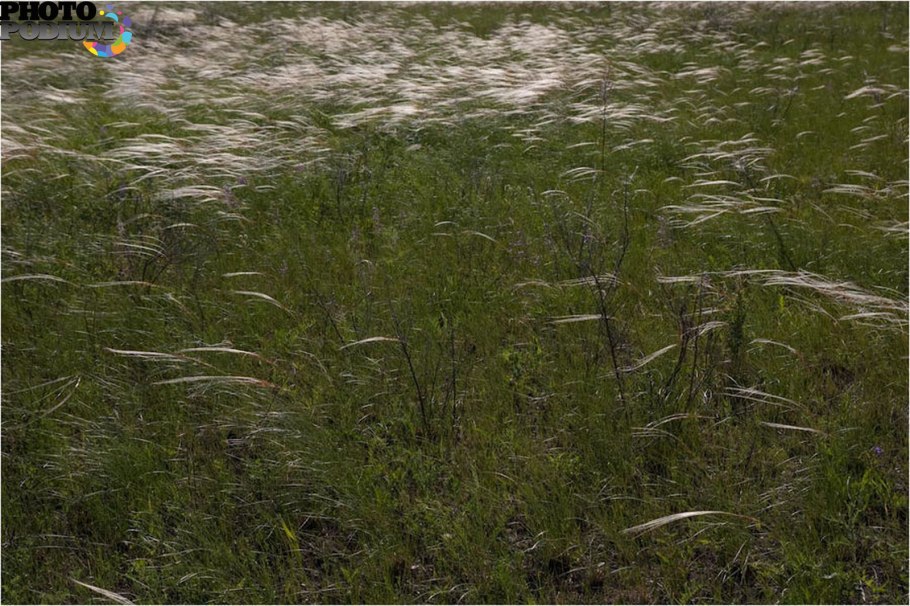 Ковыль Коржинского