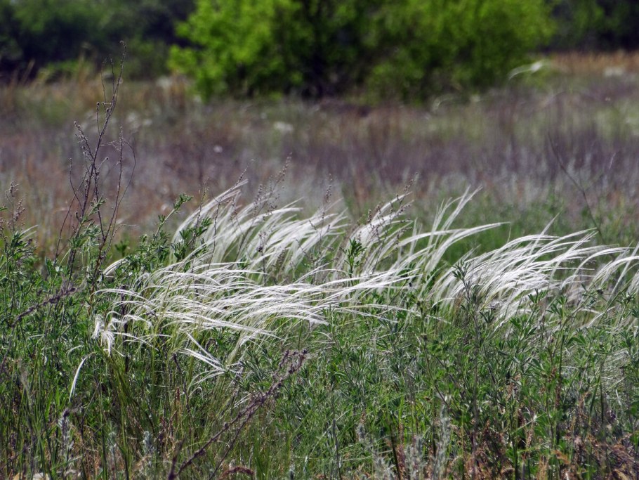 Овсяница Валлисская