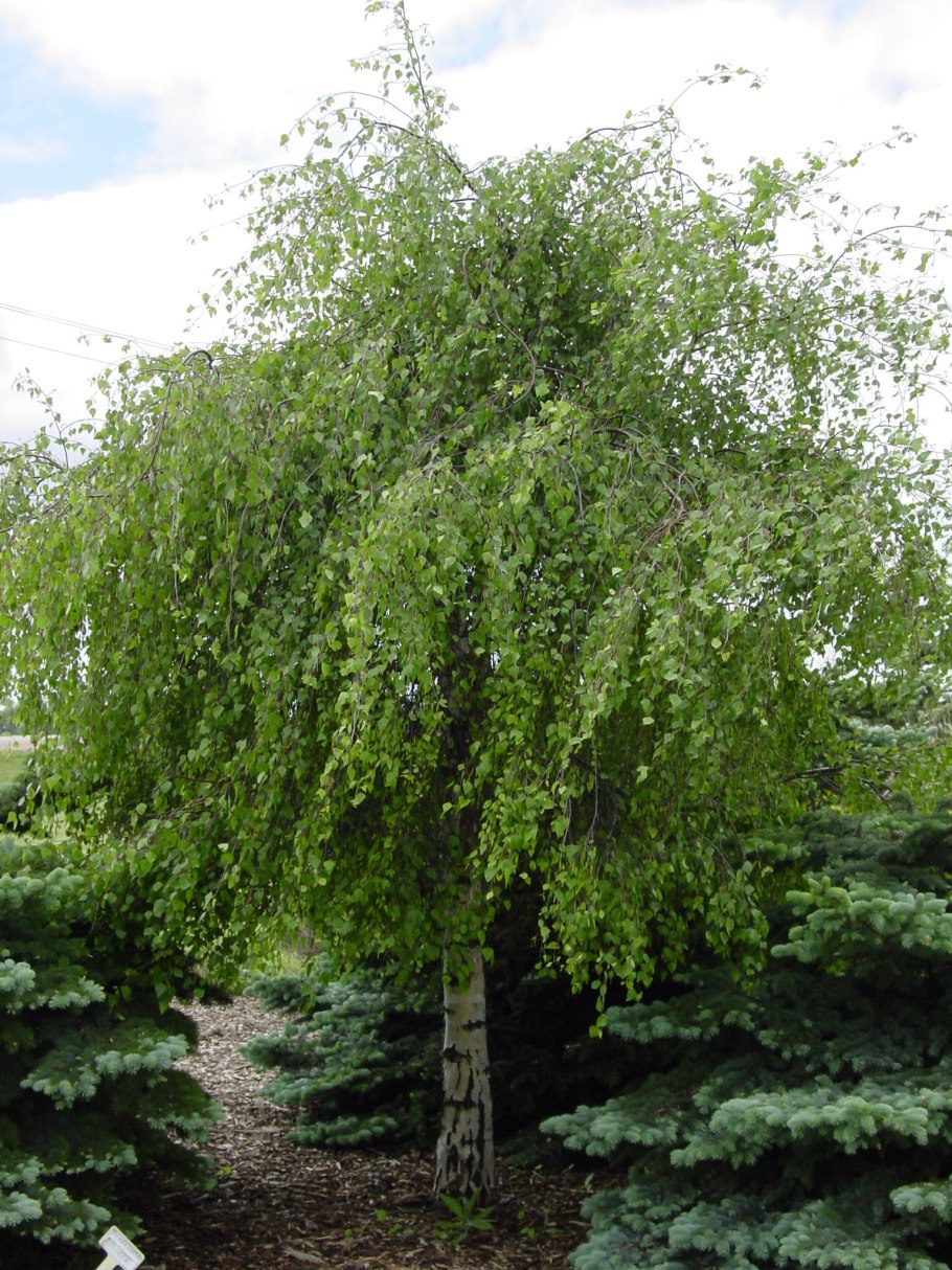 Береза Пендула Юнги