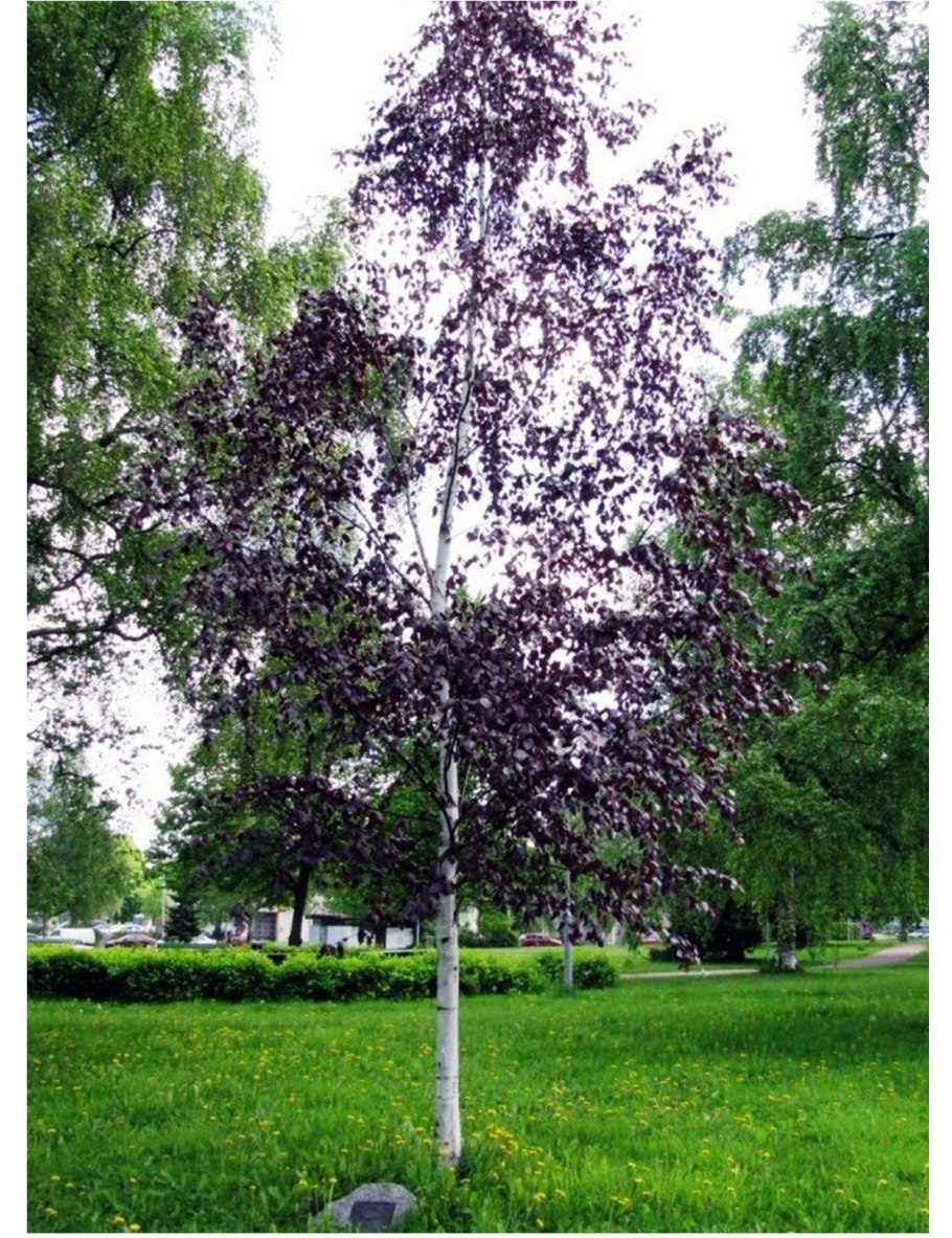 Береза повислая Пурпуреа