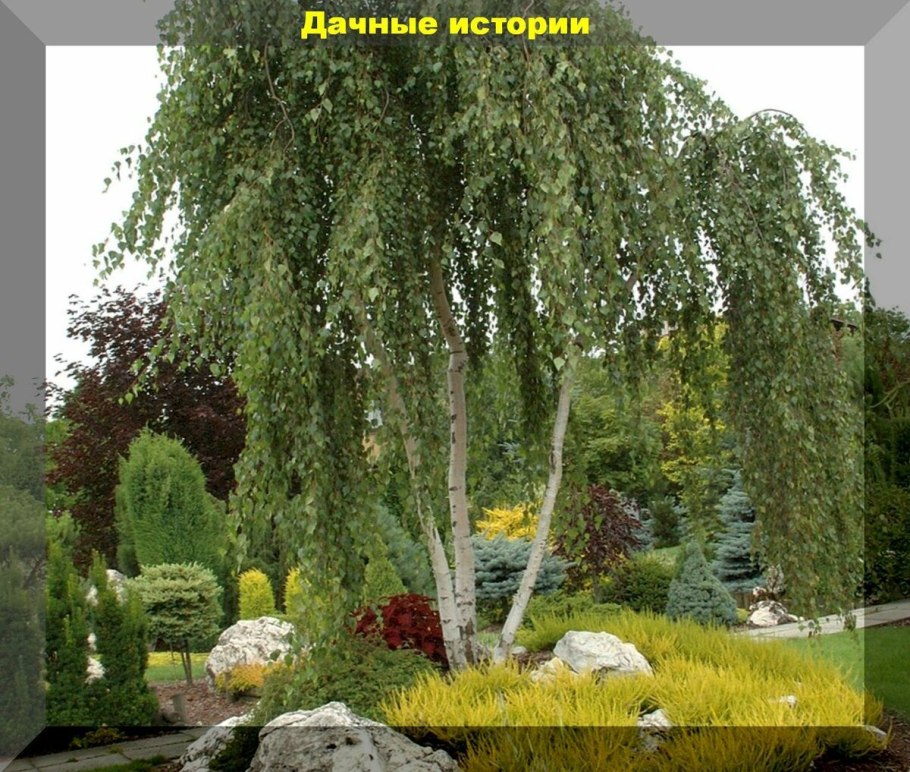 Береза Пендула Юнги