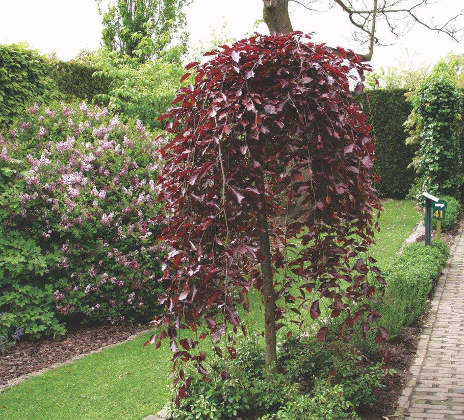 Береза повислая Бетула Пендула