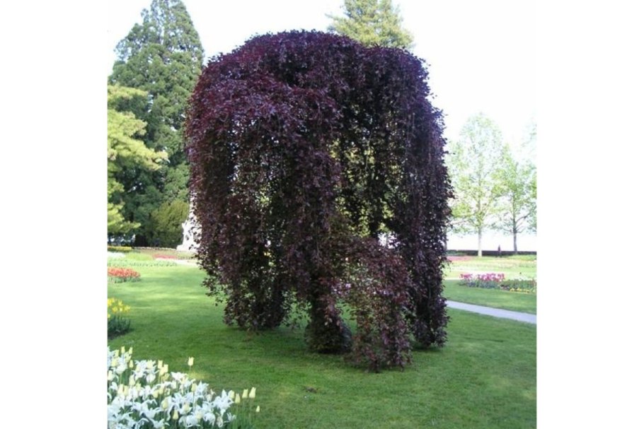 Береза повислая Пурпуреа