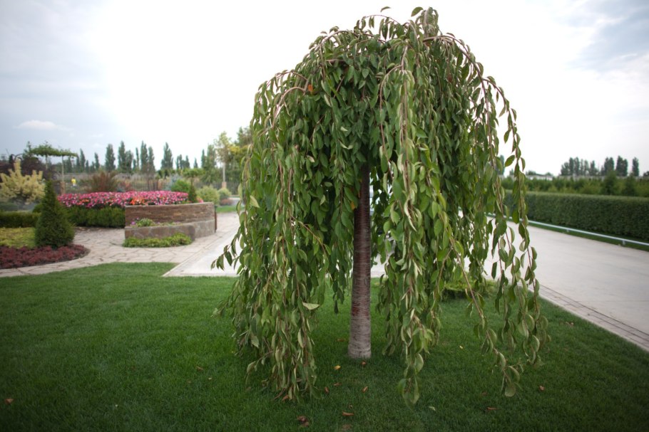 Береза повислая Юнги Betula pendula Youngii