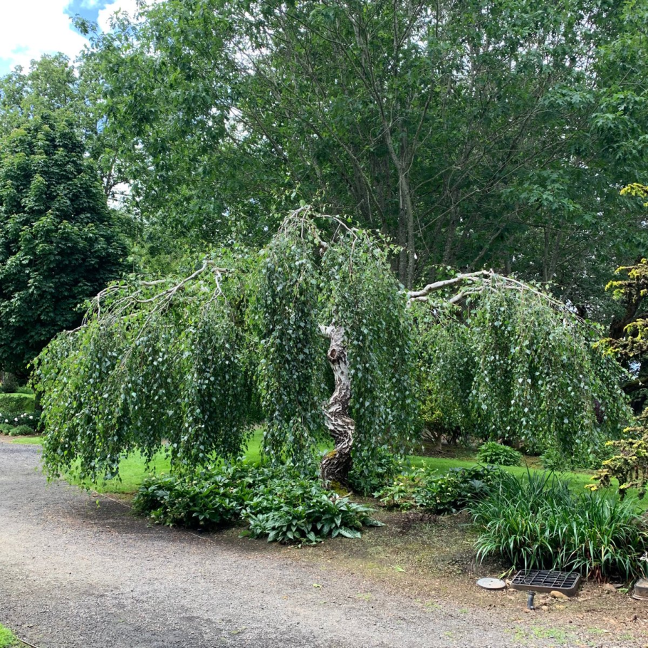 Береза повислая Юнги Betula pendula Youngii