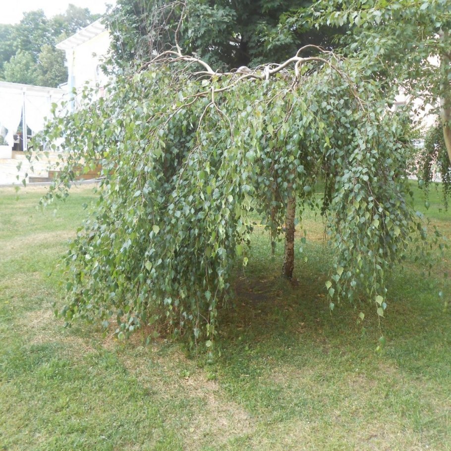 Береза повислая purpurea