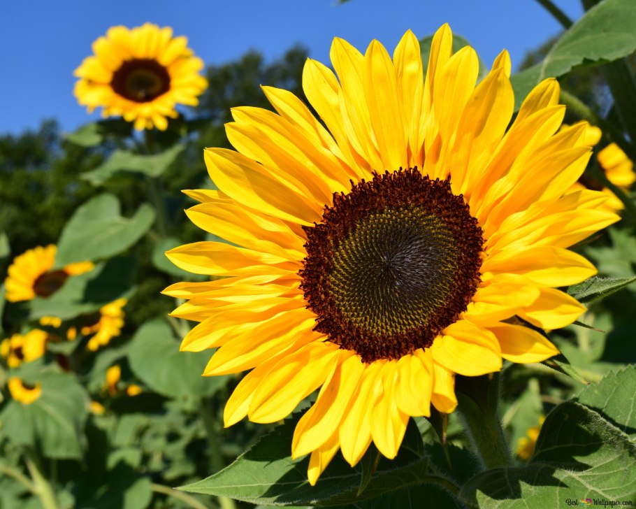 Подсолнечник на Украине