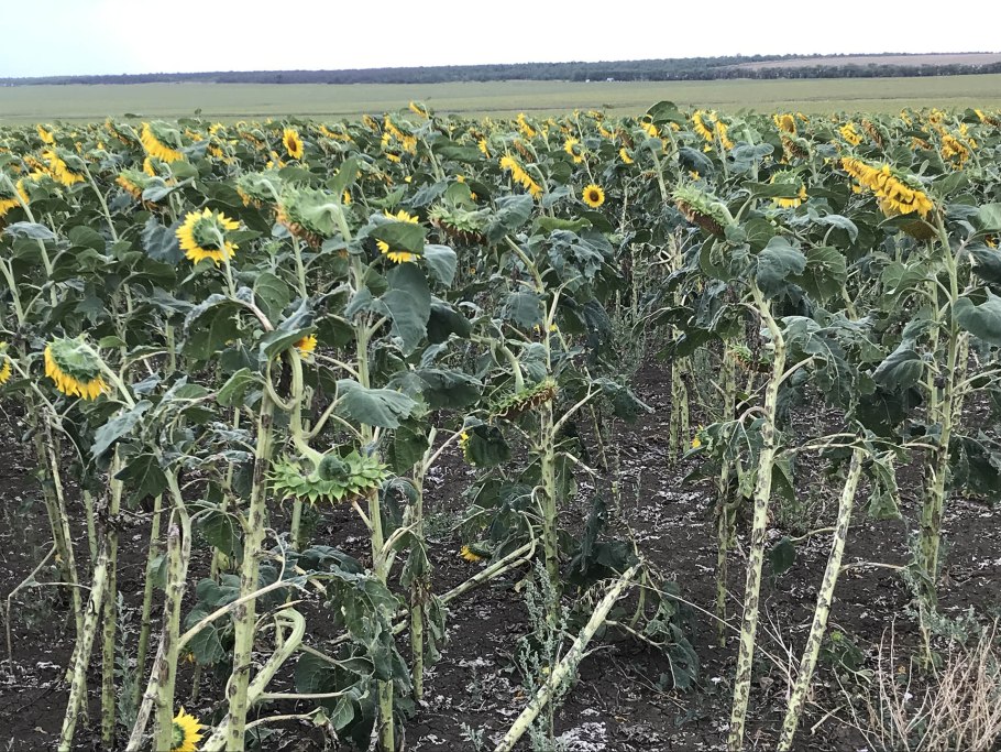 Урожай подсолнечника 2017-2021