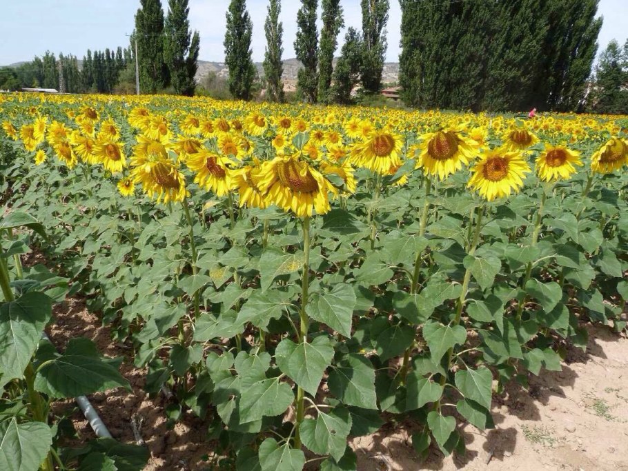Подсолнечник. Сорт аншлаг