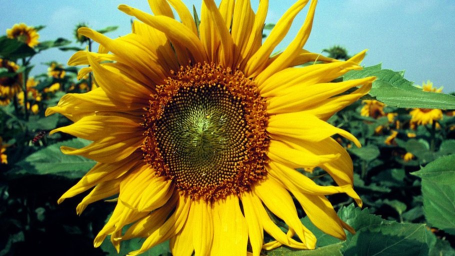 Художник Сергей Кольба Подсолнухи