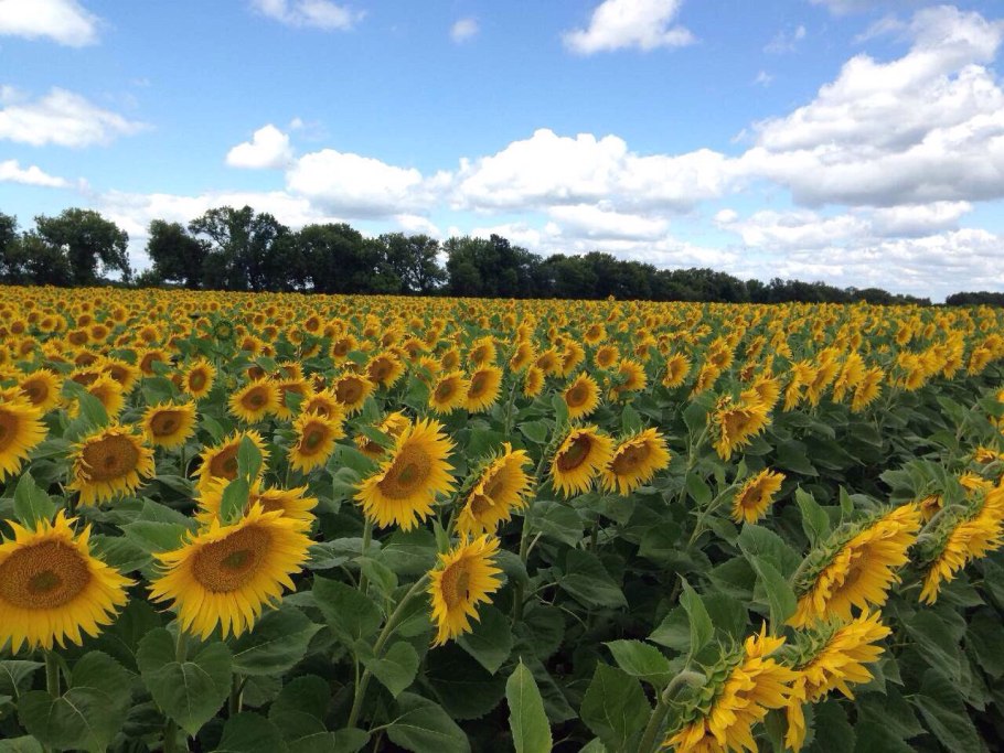 Подсолнечник Грандис