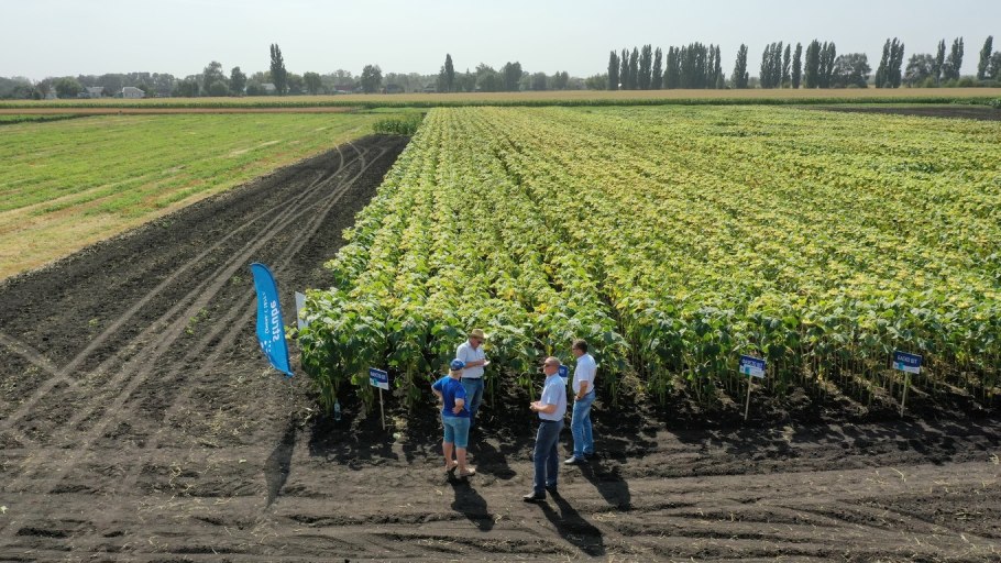 Штрубе семена подсолнечника
