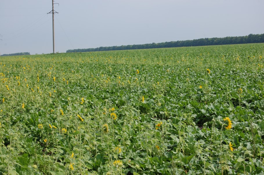 Подсолнух плантекста в далёкие времена