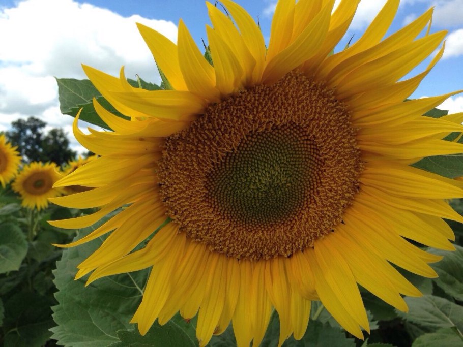 Санай гибрид подсолнечника