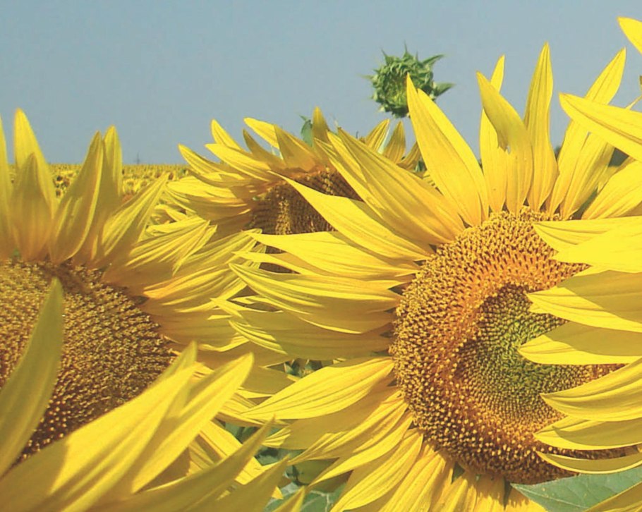 Семена подсолнечника Штрубе гибрид