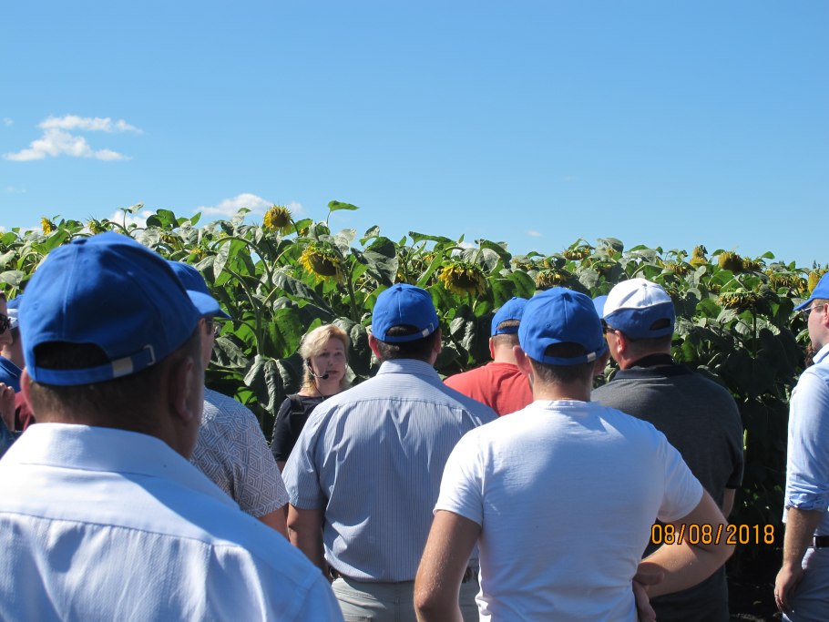 БАСФ подсолнечник 2021