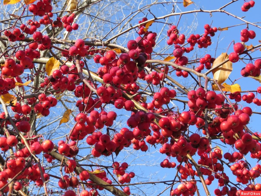 Дичка яблоня зимой