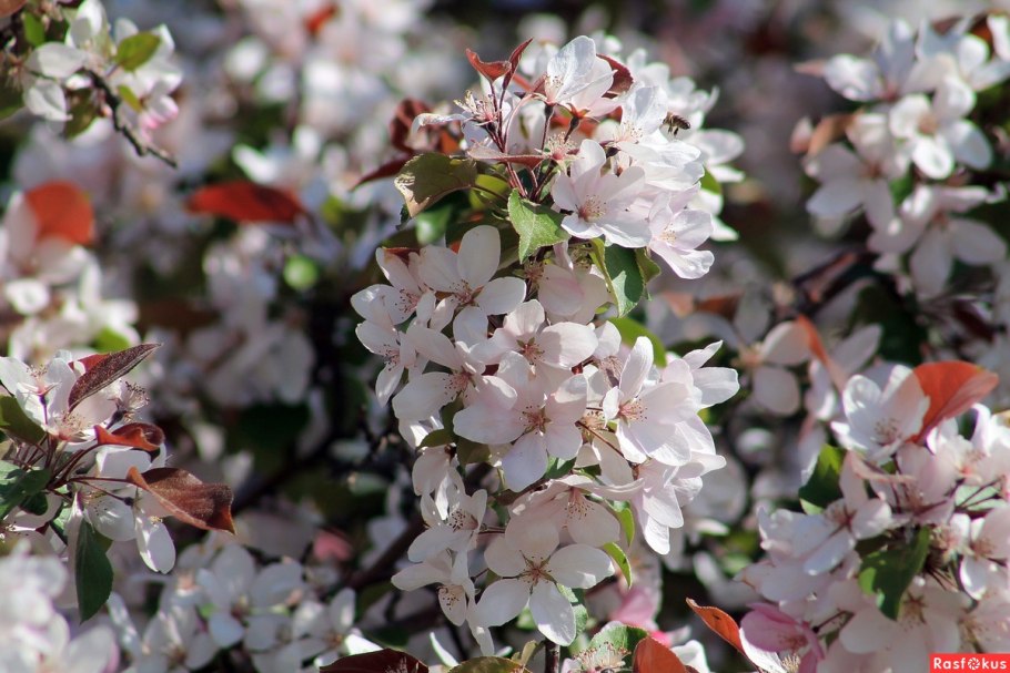 Яблоня дичка