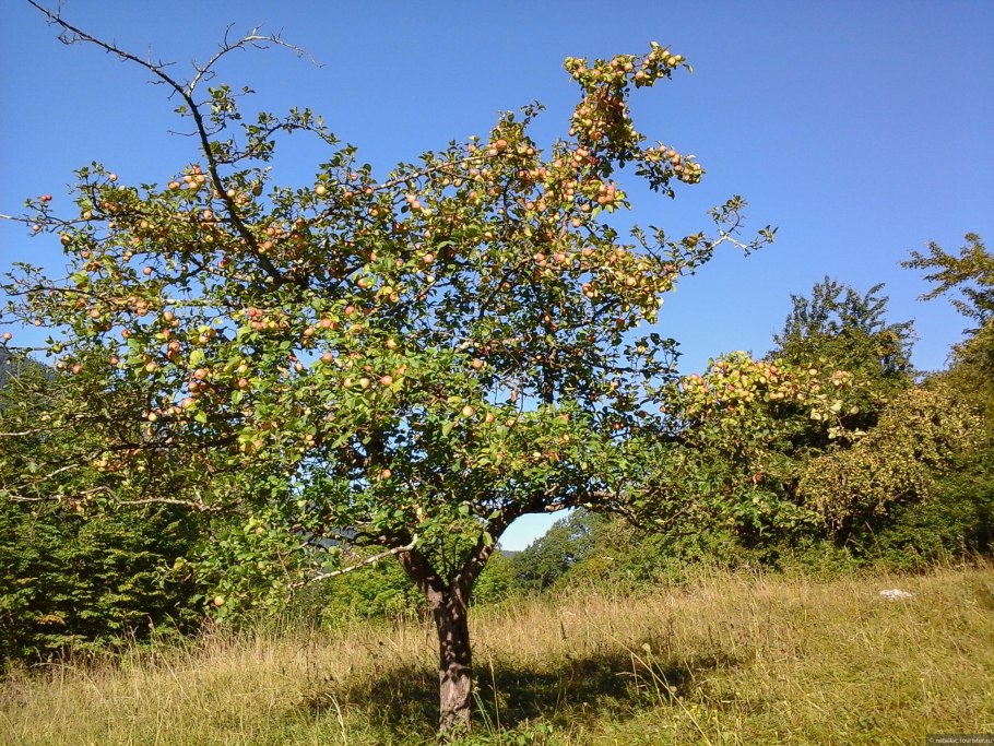 Дикая яблоня Адамс