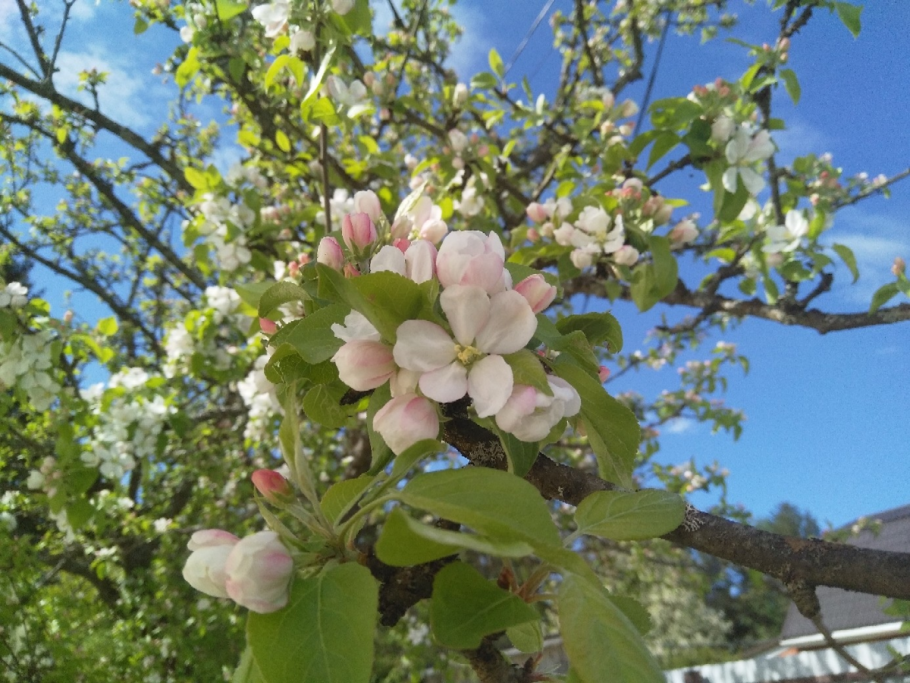 МАВРИДИКА Дикая яблоня