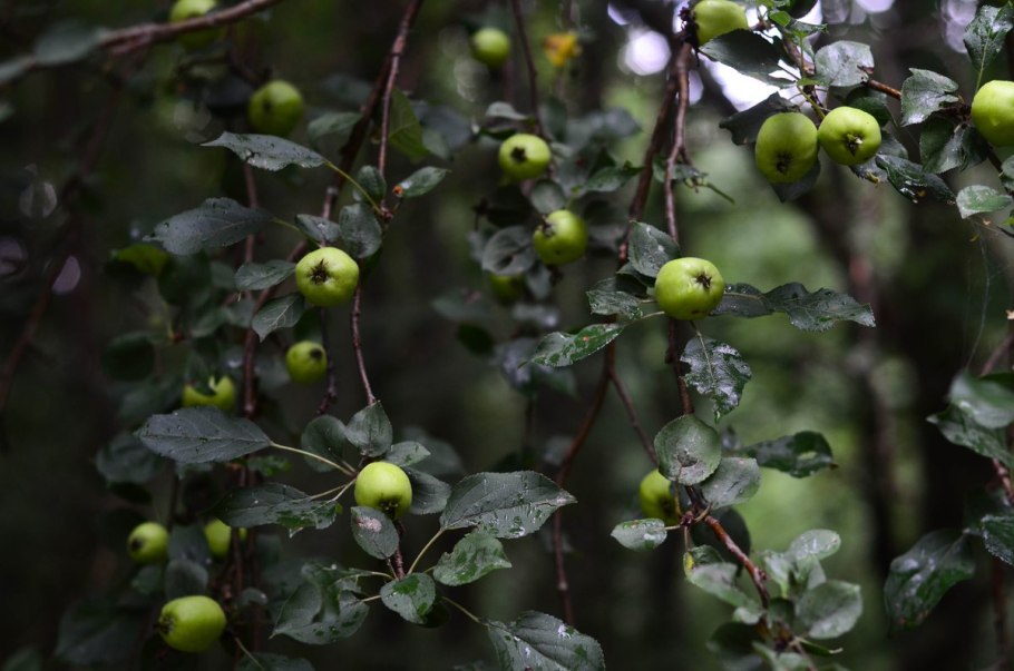 Яблоня Дикая Лесная