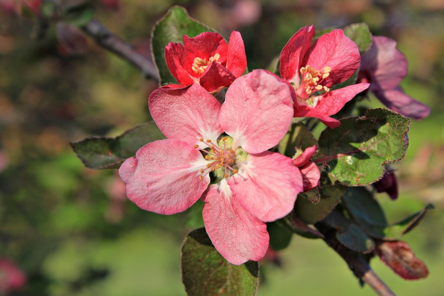 Яблоня Лесная цветение