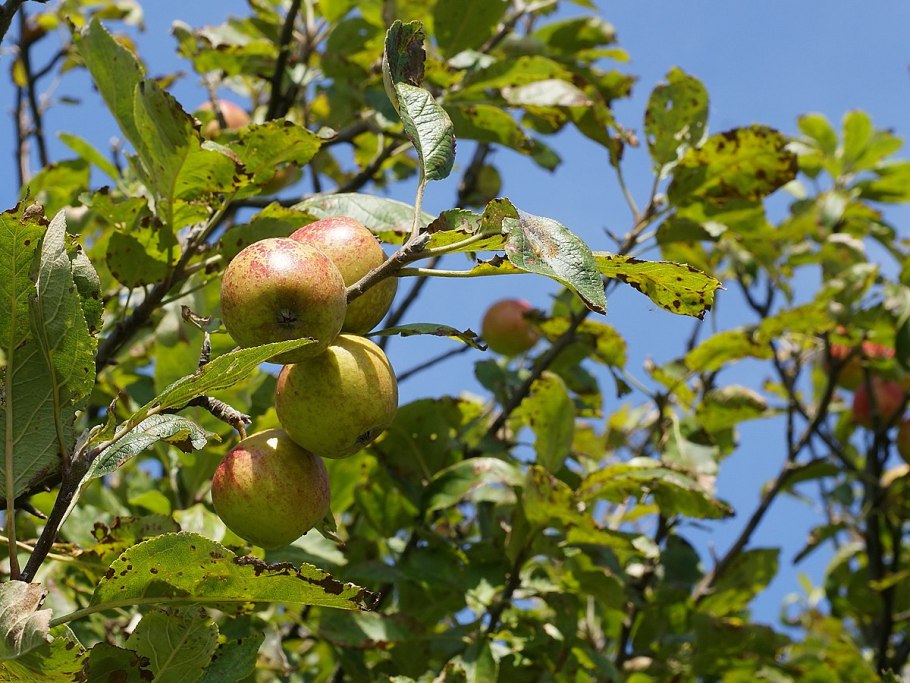 Яблоня Лесная (Дикая) (Malus Sylvestris)
