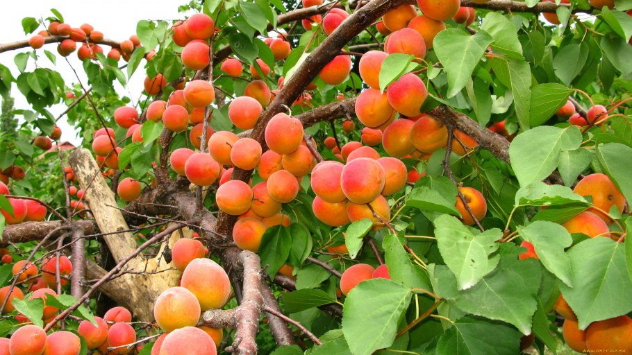 Абрикос Киевский красень