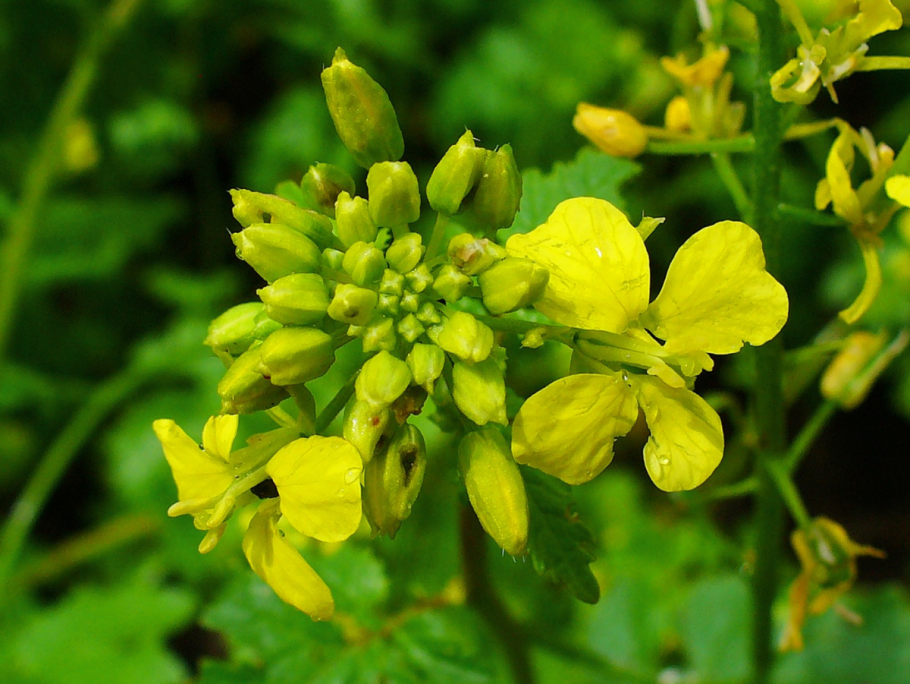 Горчица белая (Sinapis Alba l.)