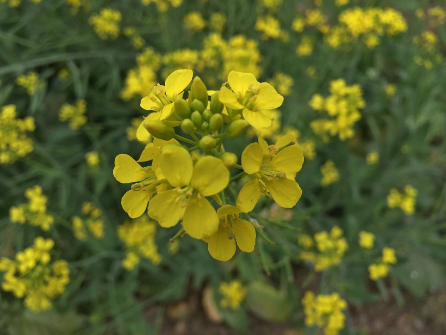 Горчица сарептская (Brassica juncea l.)