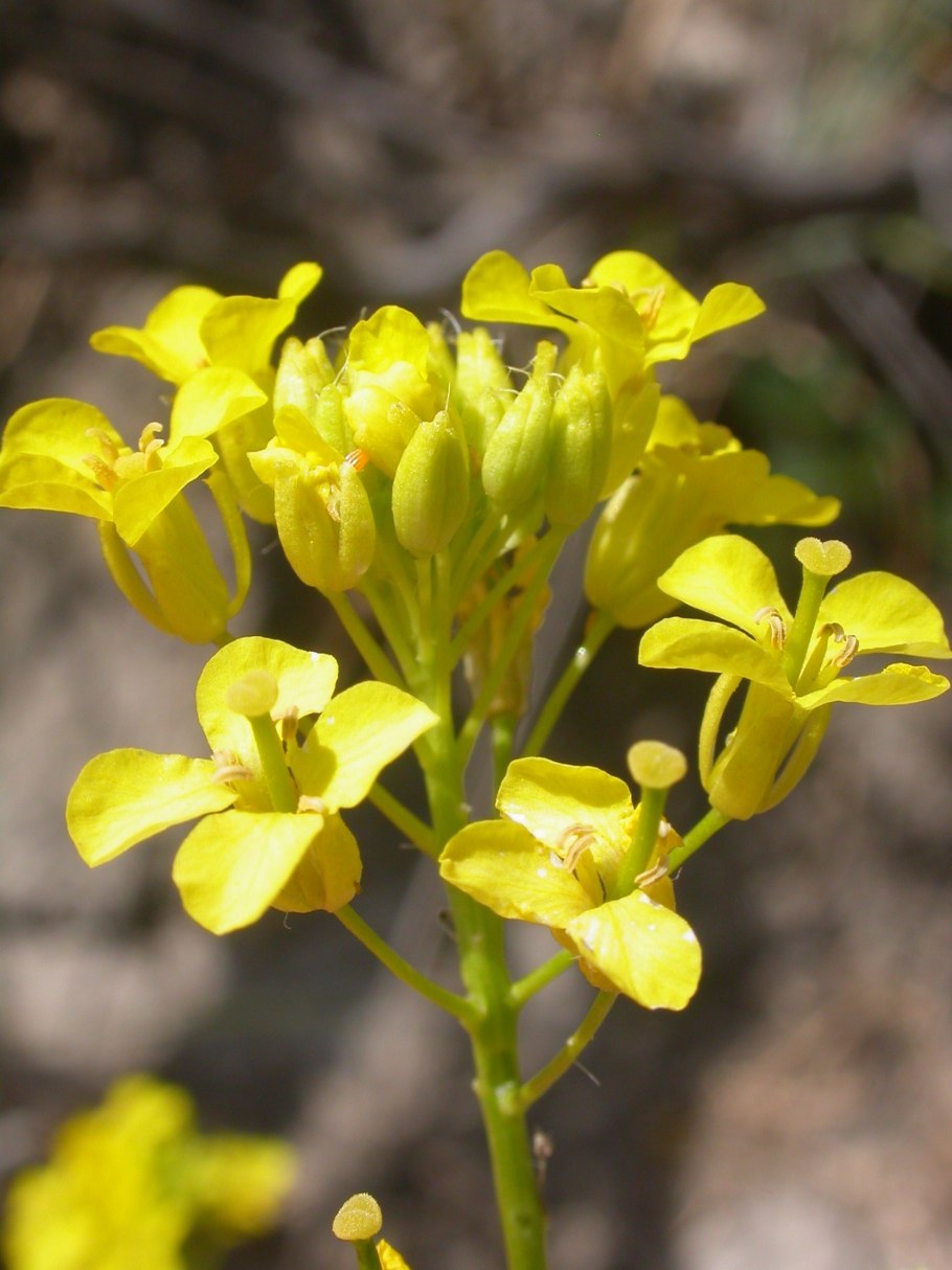 Гулявник Лезеля Sisymbrium loeselii l.