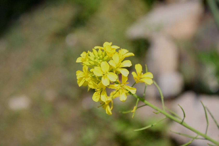 Горчица сарептская — Brassica juncea