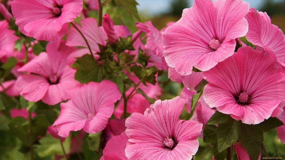 Мальва лаватера