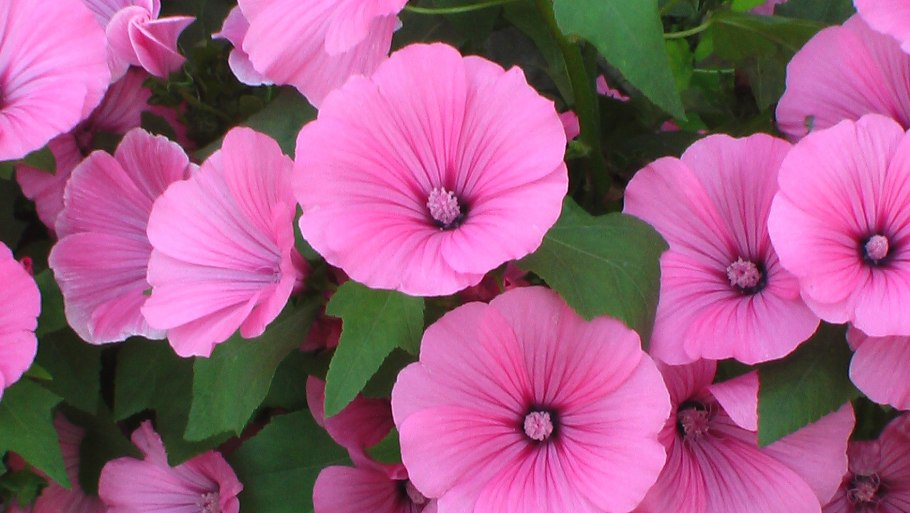 Лаватера (Lavatera)