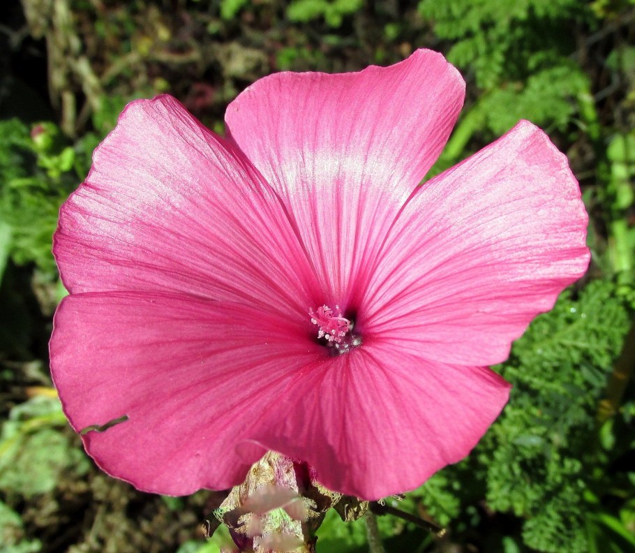 Лаватера Мальвина