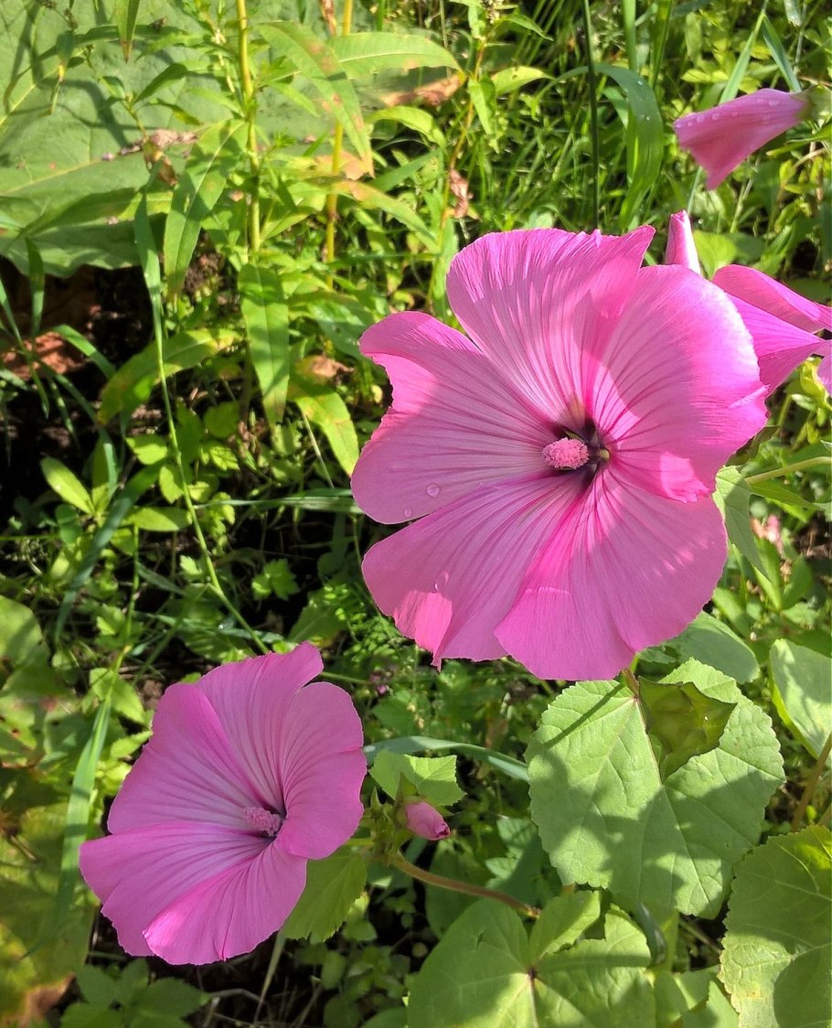 Лаватера розовая Королева