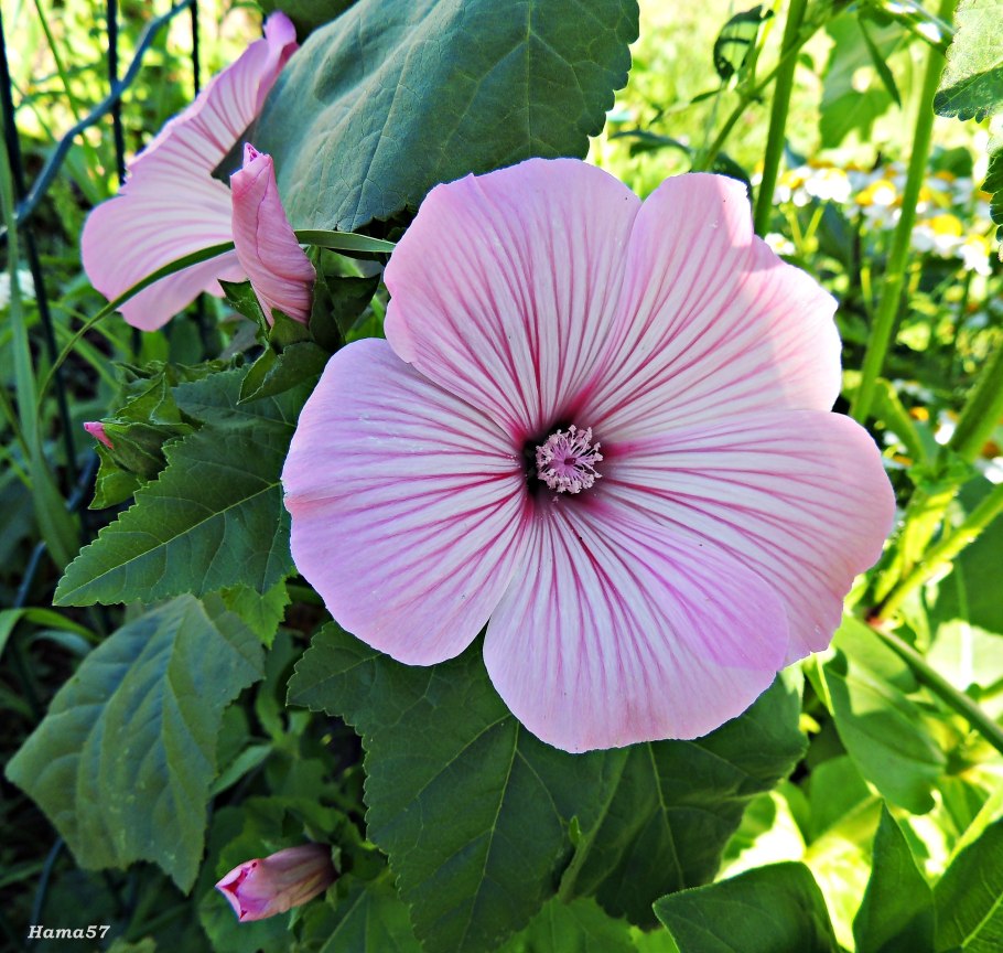 Мальва кустовая многолетняя